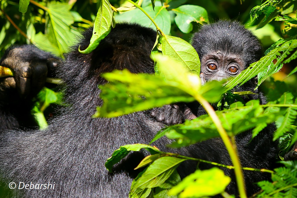 Baby Gorilla peeping at us from mother's back