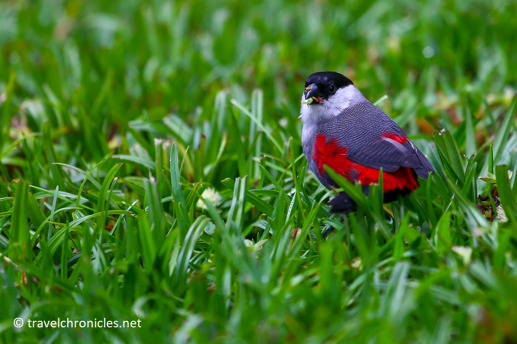 Black-headed Waxbill