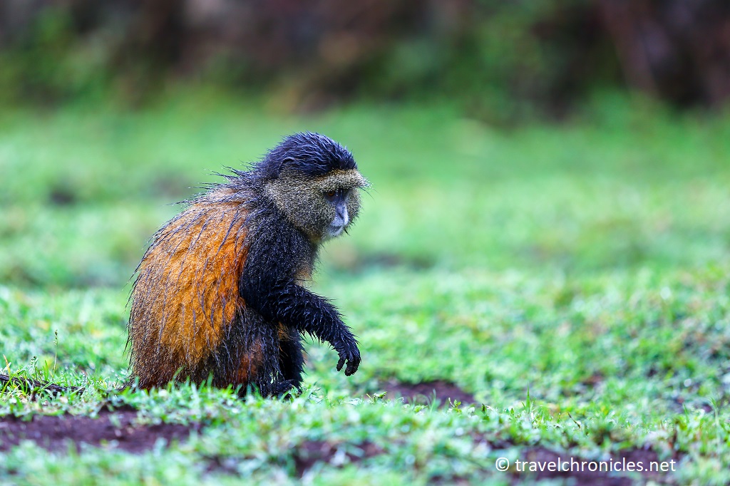 Golden Monkey in Volcanoes National Park Rwanda