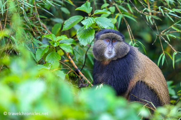 Golden Monkey Tracking in Volcanoes National Park Rwanda