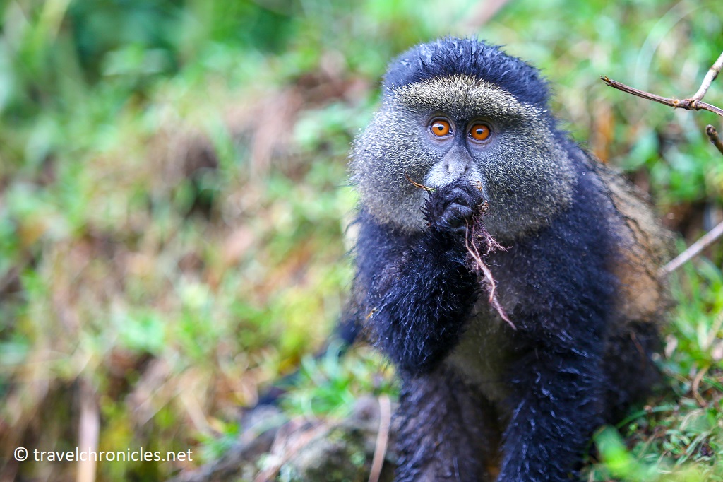 Golden Monkey in Volcanoes National Park Rwanda