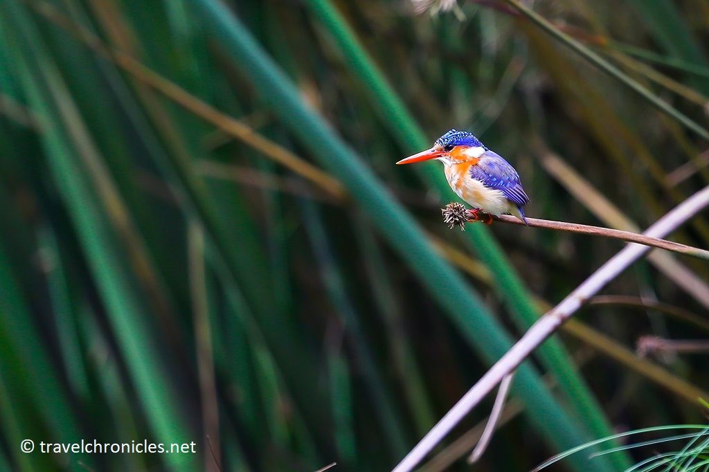 Malachite Kingfisher