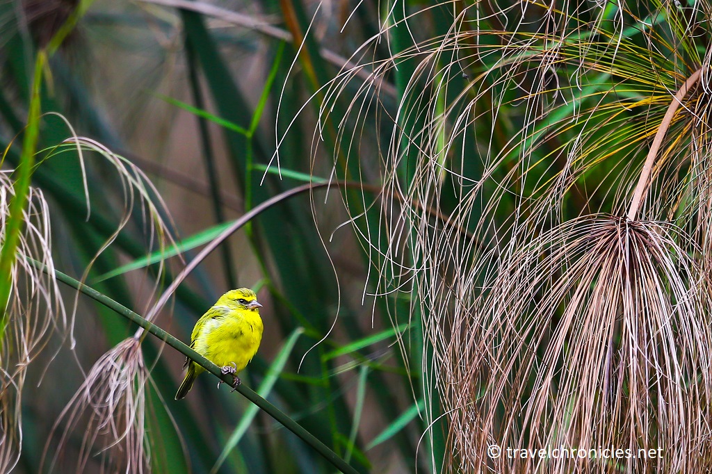 Papyrus Canary