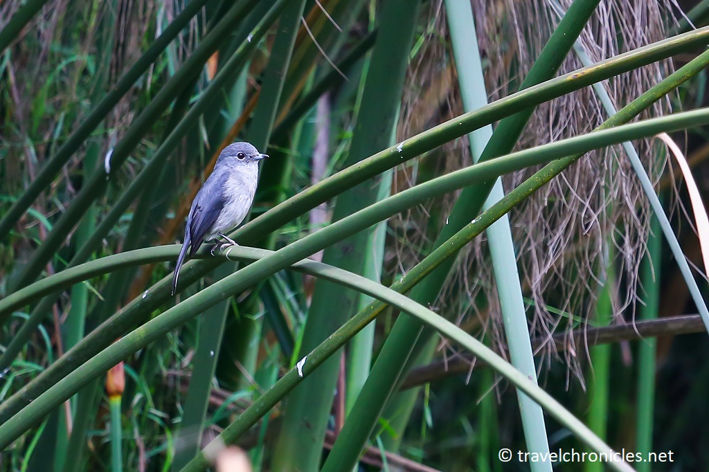 Flycatcher