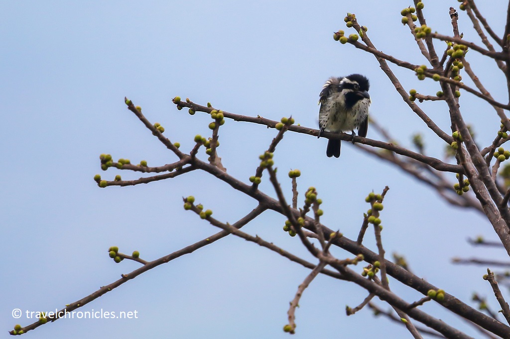 Spot-flanked Barbet