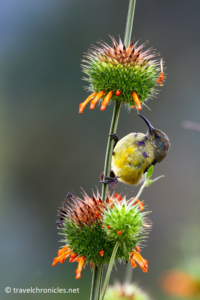 Variable Sunbird