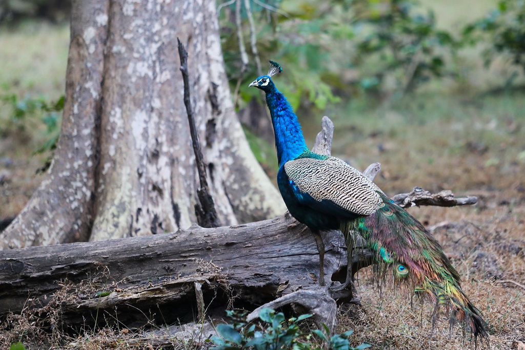 Tadoba Peacock