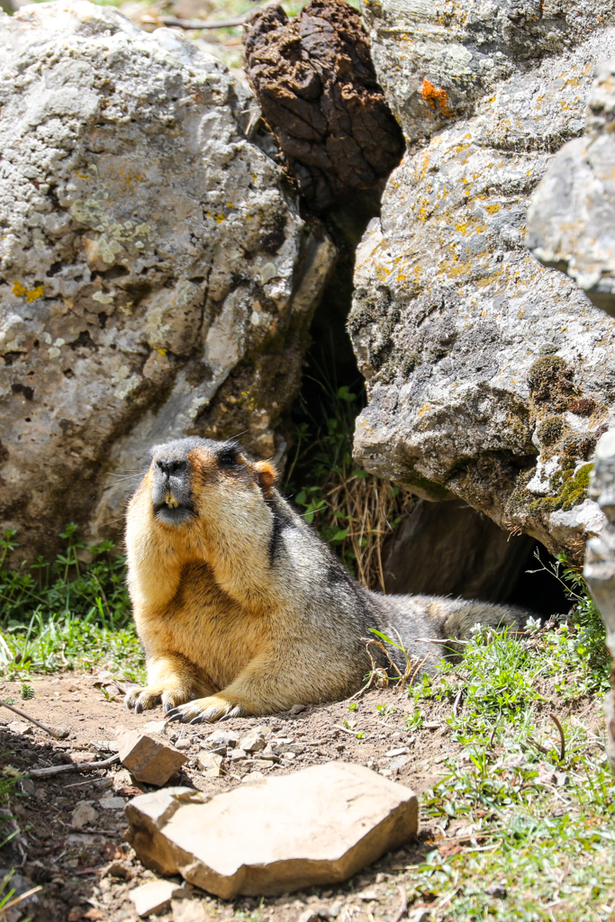Himalayan Marmot near Moska village