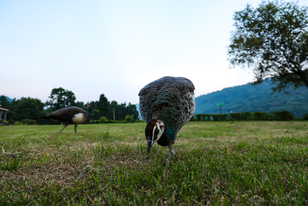 The resident peahens at Khairabera eco adventure resort