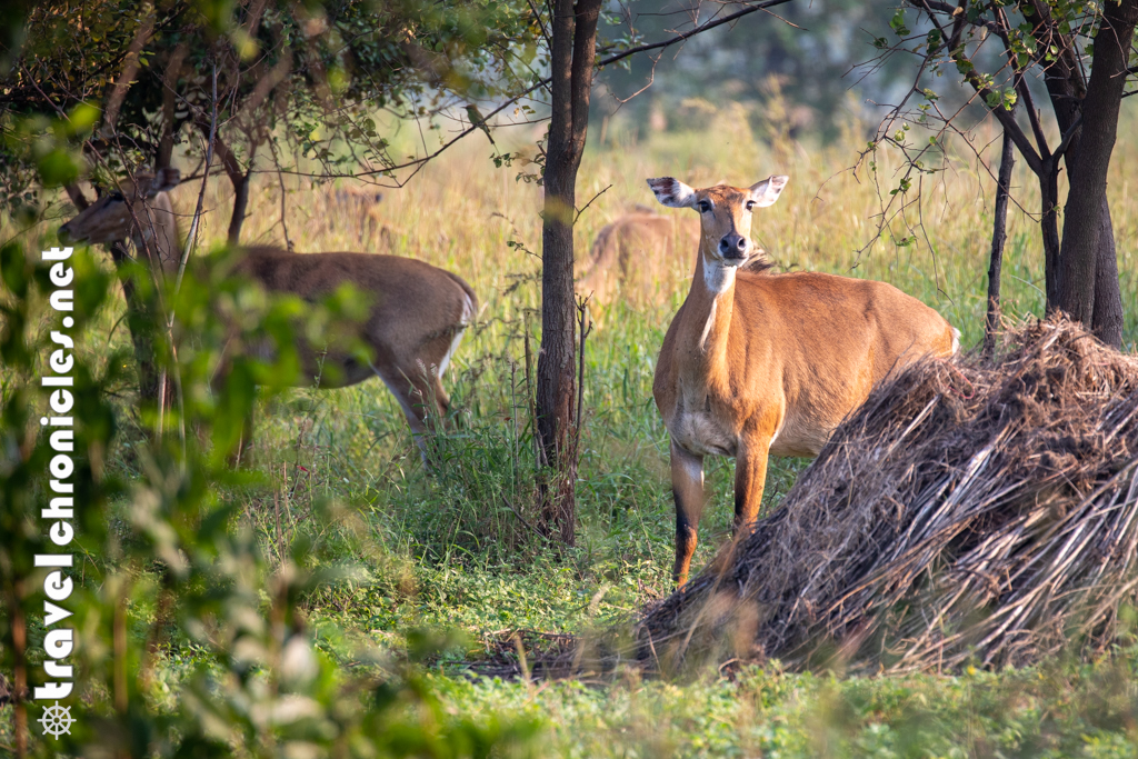 Nilgai inside Pench