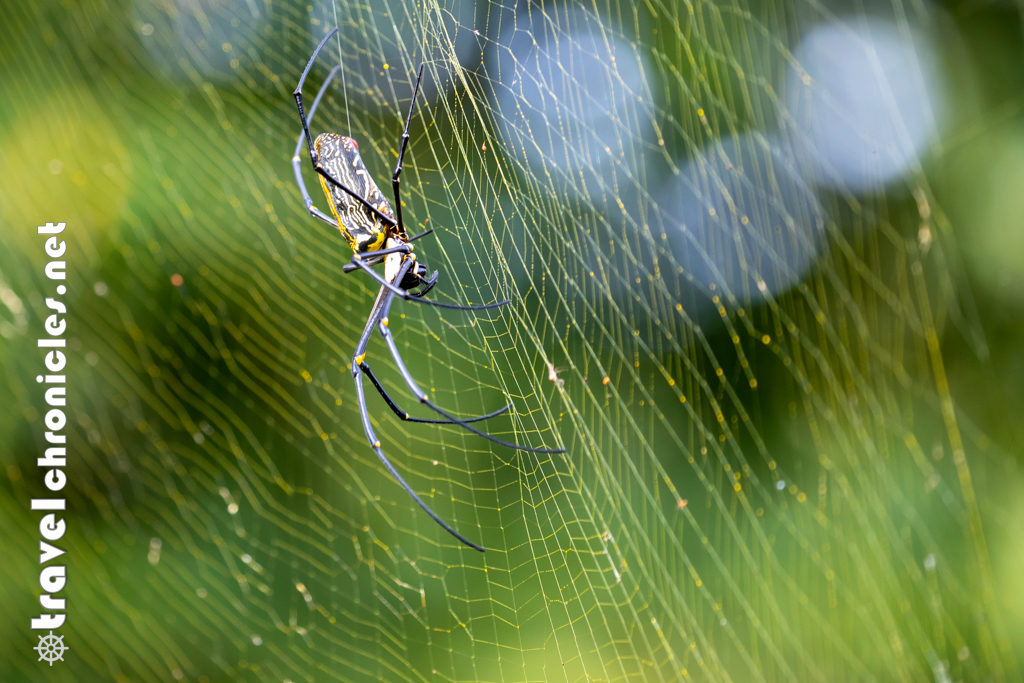 Giant Wood Spider