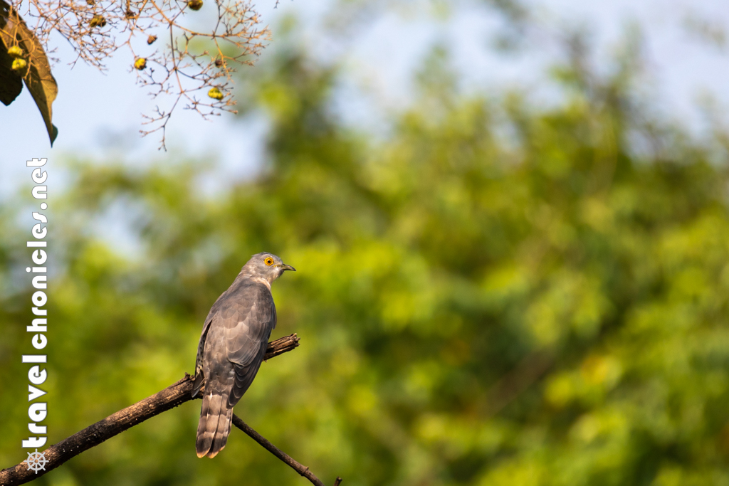 Buzzard inside Tadoba