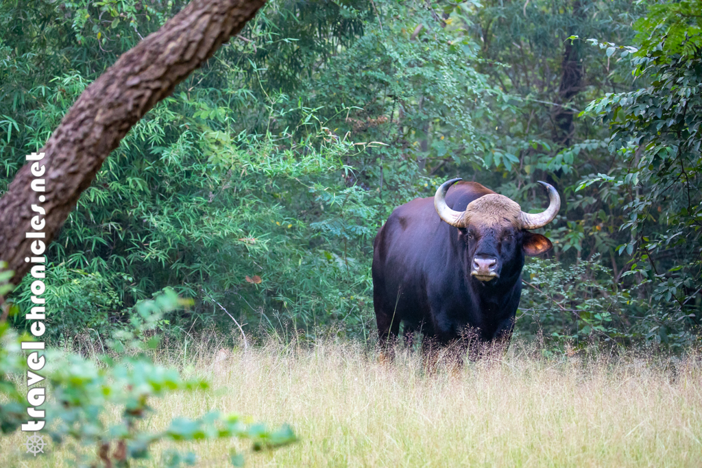 Lone Bison inside Kolara Buffer Zone, Tadoba