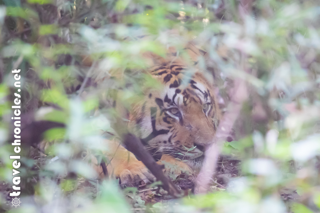 Male tiger resting inside bamboo thickets