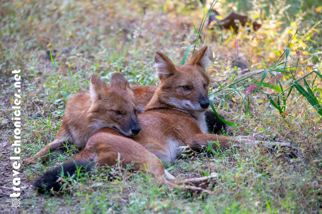 Wild Dog couple inside Pench National Park