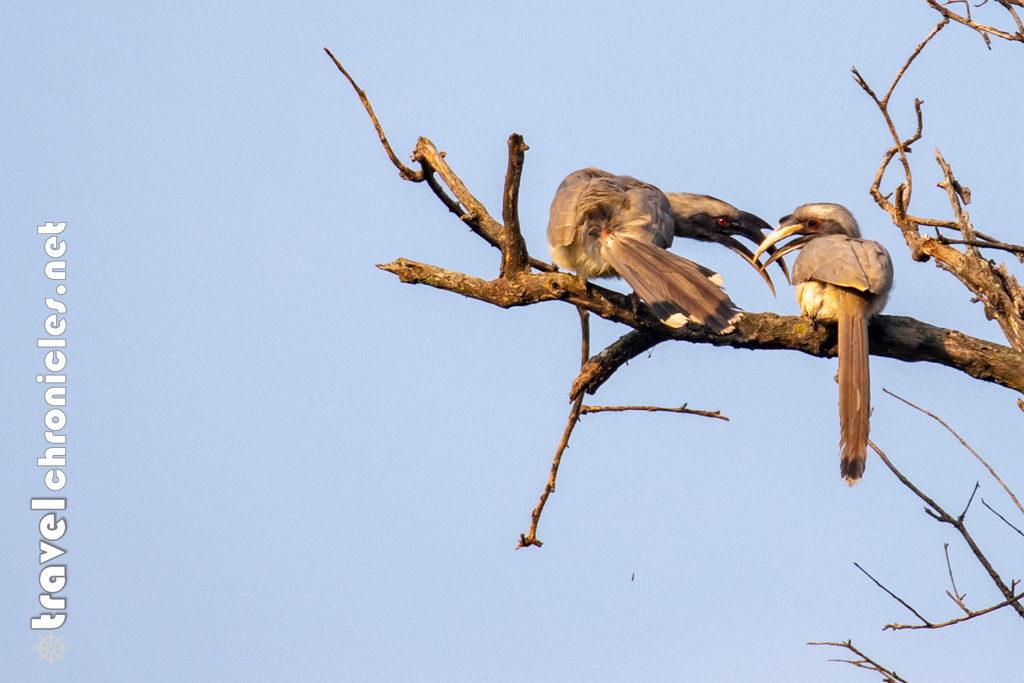 Indian Grey Hornbill inside Pench National Park