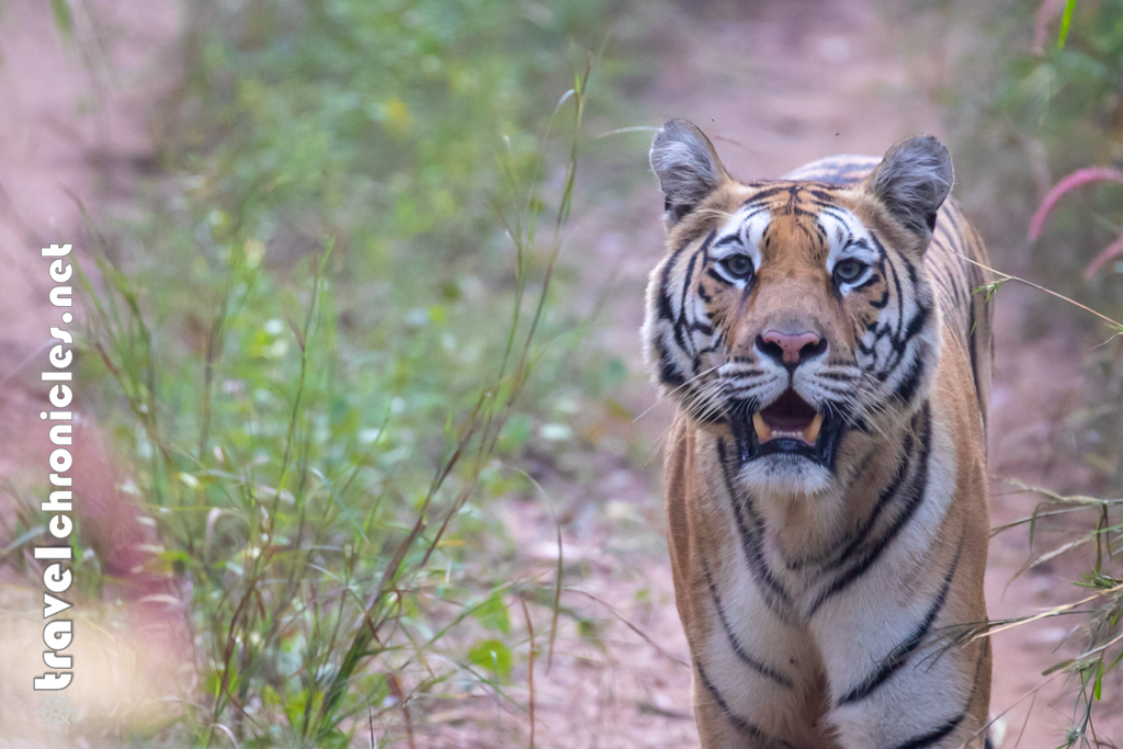 Bindu the tigress at Khursapar gate