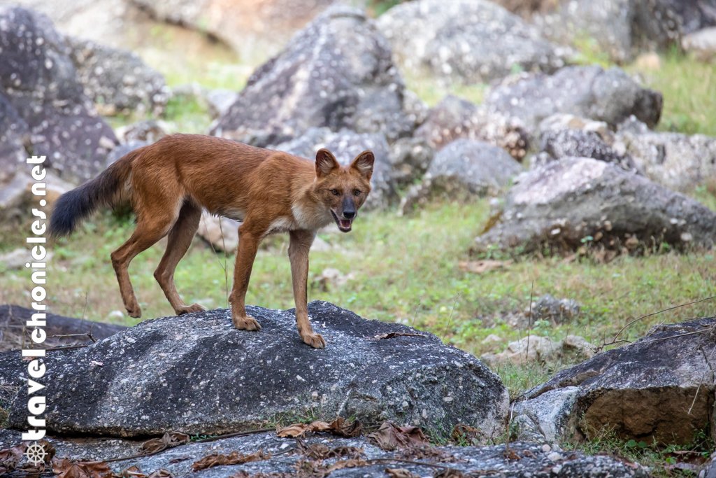 Wild Dog near Totladoh reservior at Pench National Park