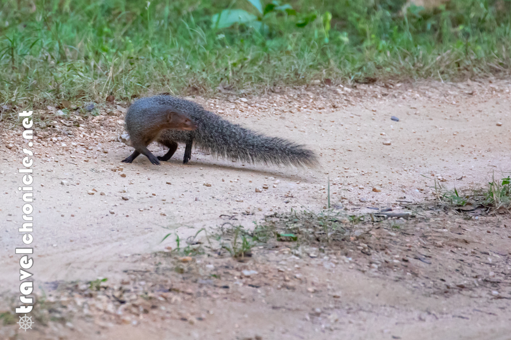 Mongoose inside Pench National Park