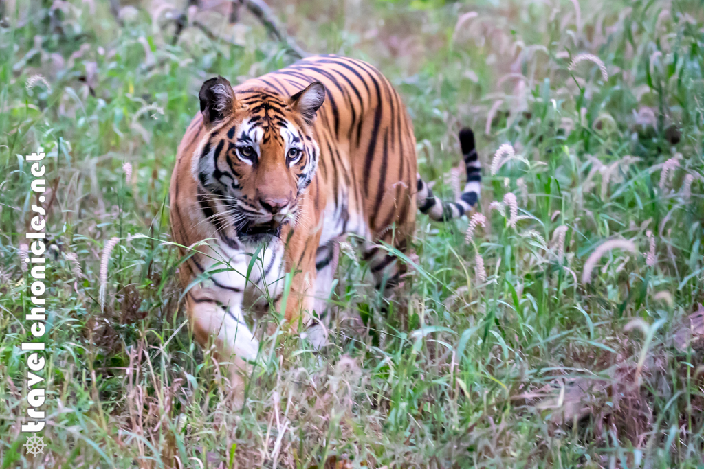 Langdi inside Pench National Park, Turia Gate