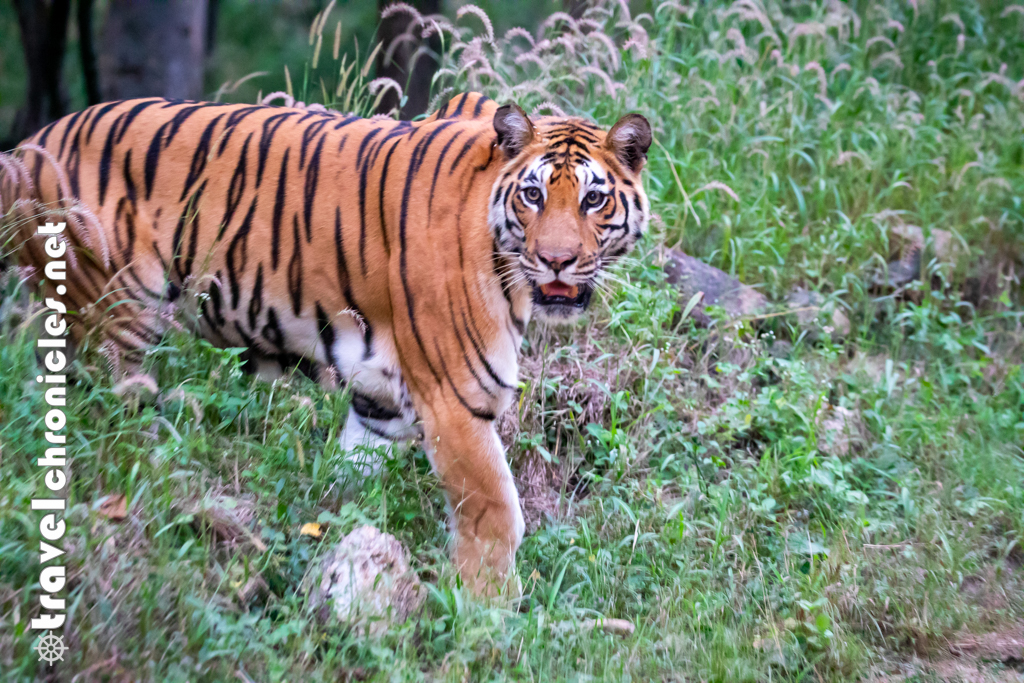 Langdi at Pench National Park, Turia gate