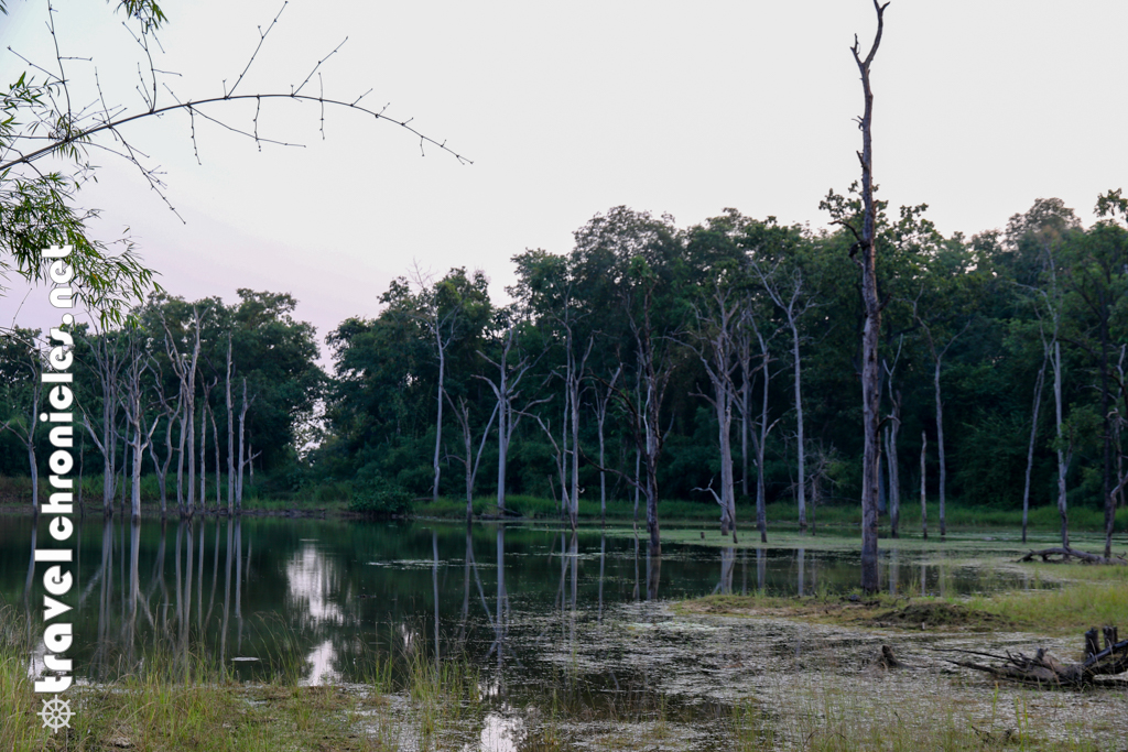 Sidkhada Buffer zone Tadoba