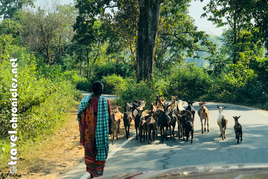 Domestic animals inside Saranda Forest