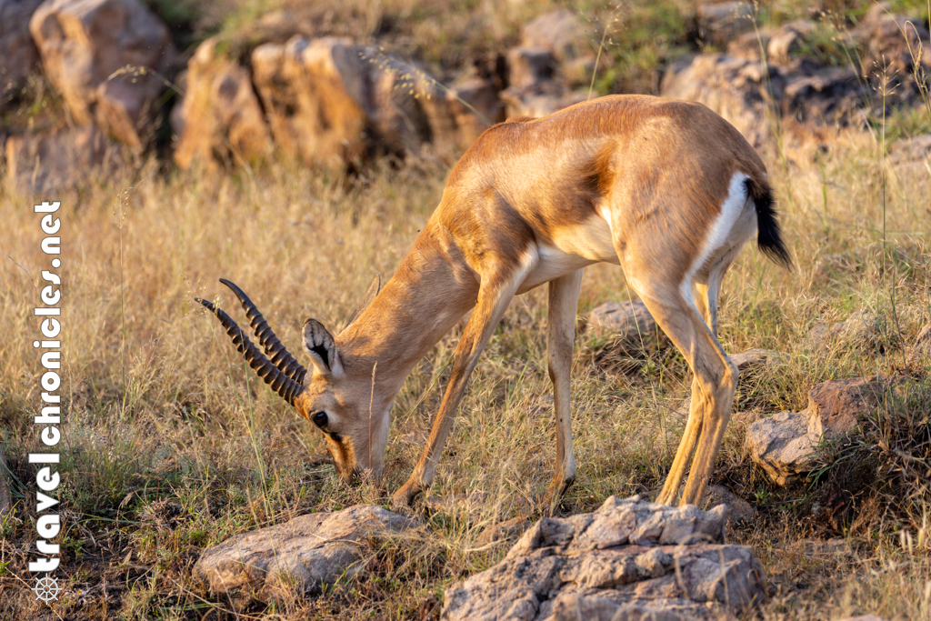 Gazelle in Ranthambore