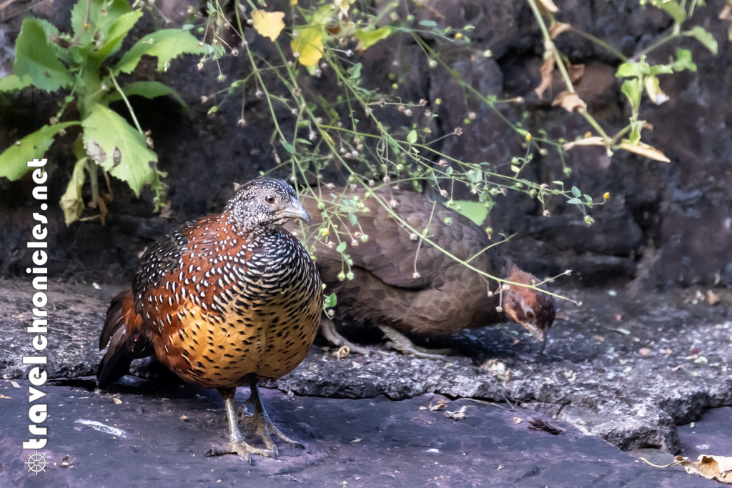 Painted Spurfowl 