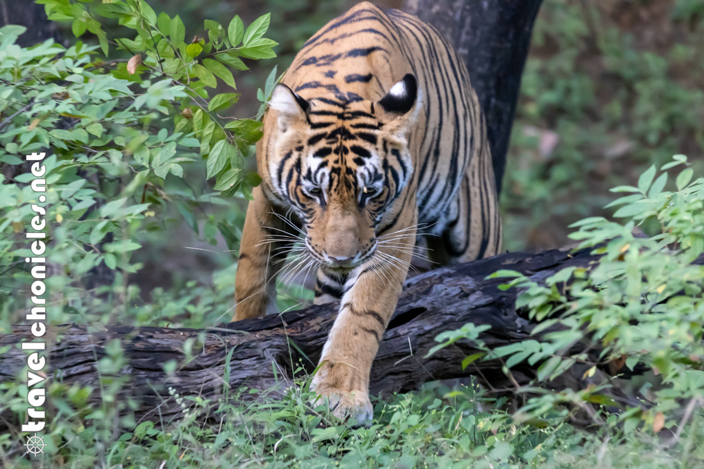 And the Royal Bengal Tiger in Ranthambore !
