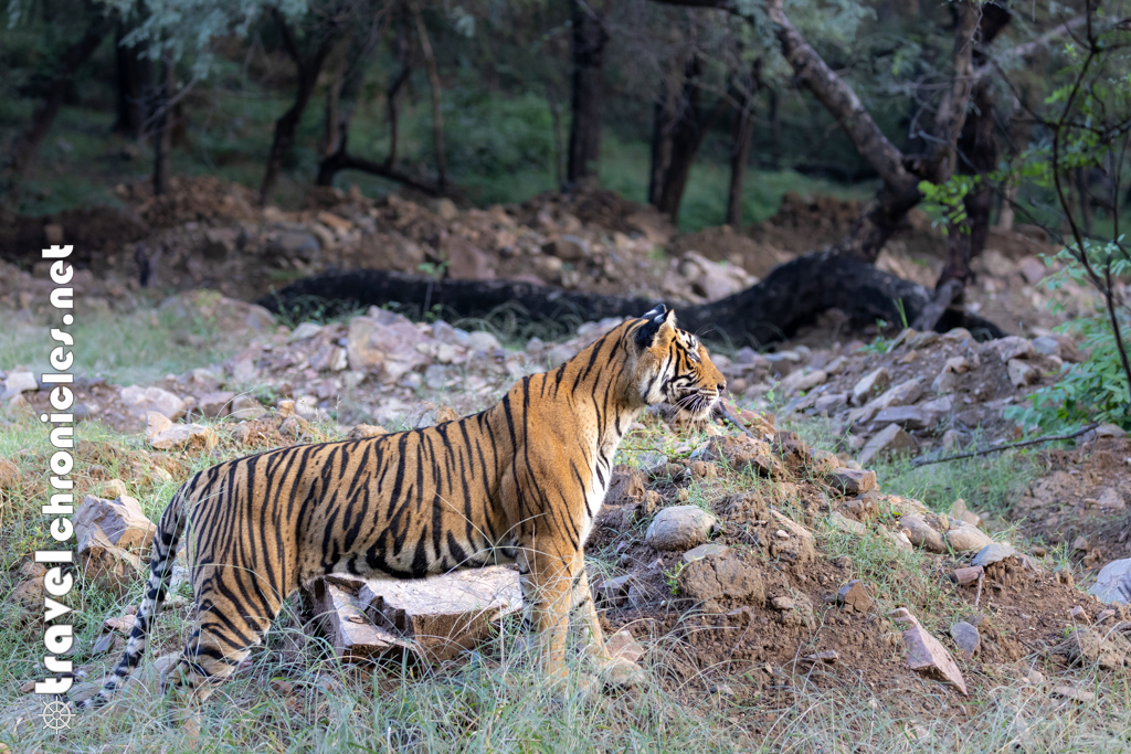 Posing for us in Ranthambore!