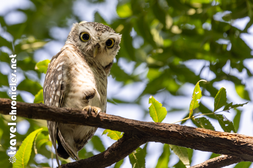 Spotted Owl at Taj Vivanta in Ranthambore